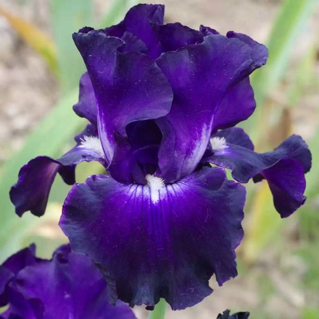 Iris germanica Full Impact - Iris des Jardins