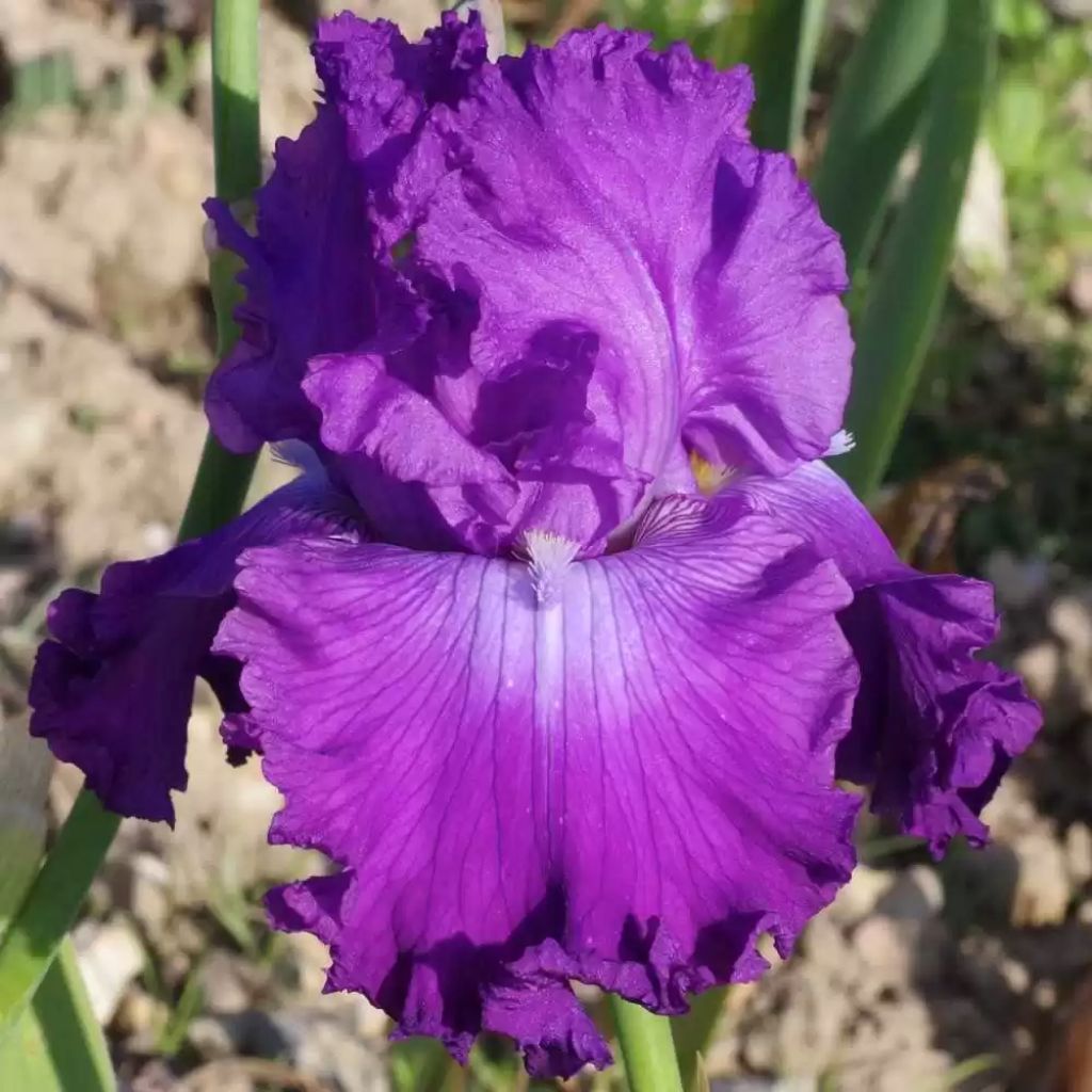 Iris germanica Inviting - Iris des Jardins