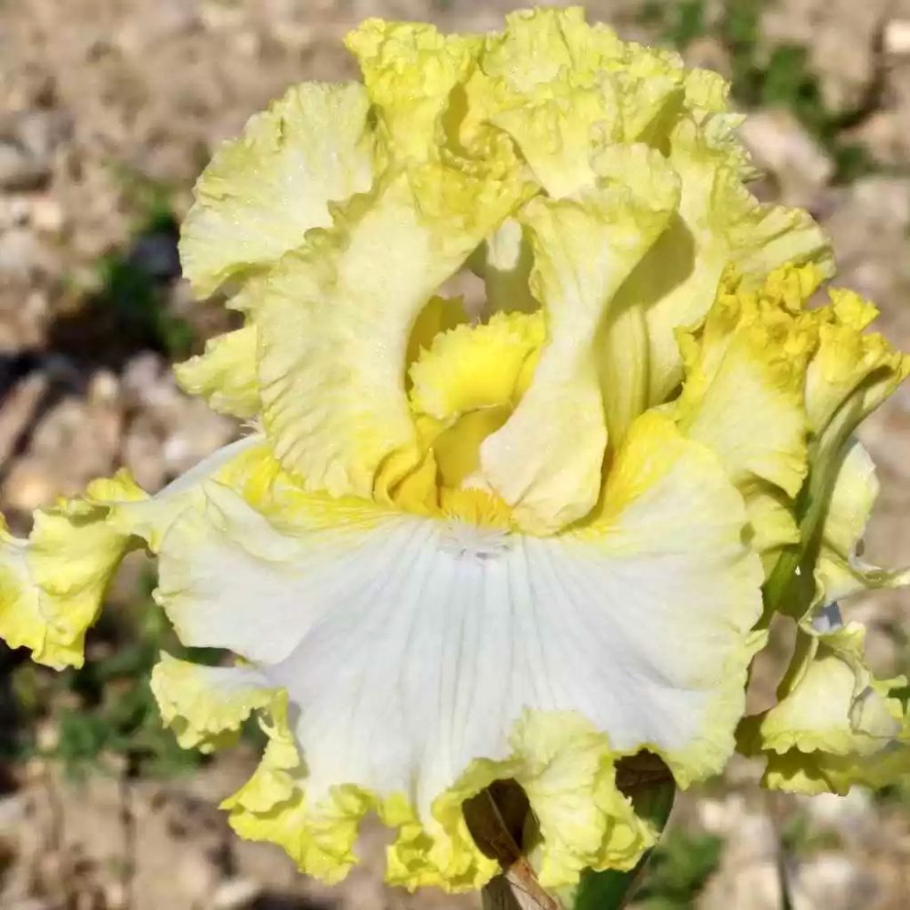 Iris germanica Lemon Bubbly - Iris des Jardins