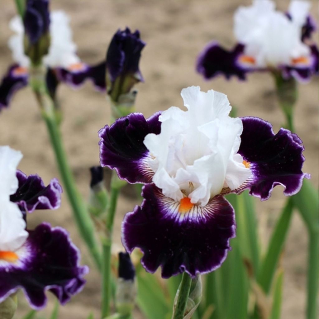 Iris germanica Le Bois Du Vent - Iris des Jardins