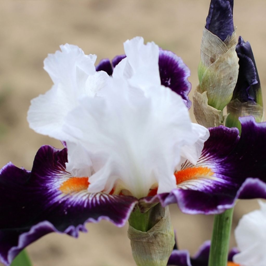 Iris germanica Le Bois Du Vent - Iris des Jardins