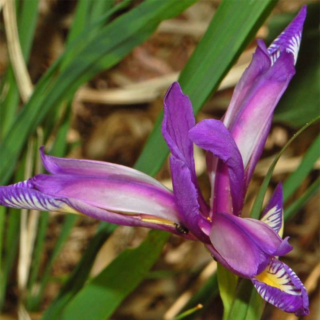 Iris graminea