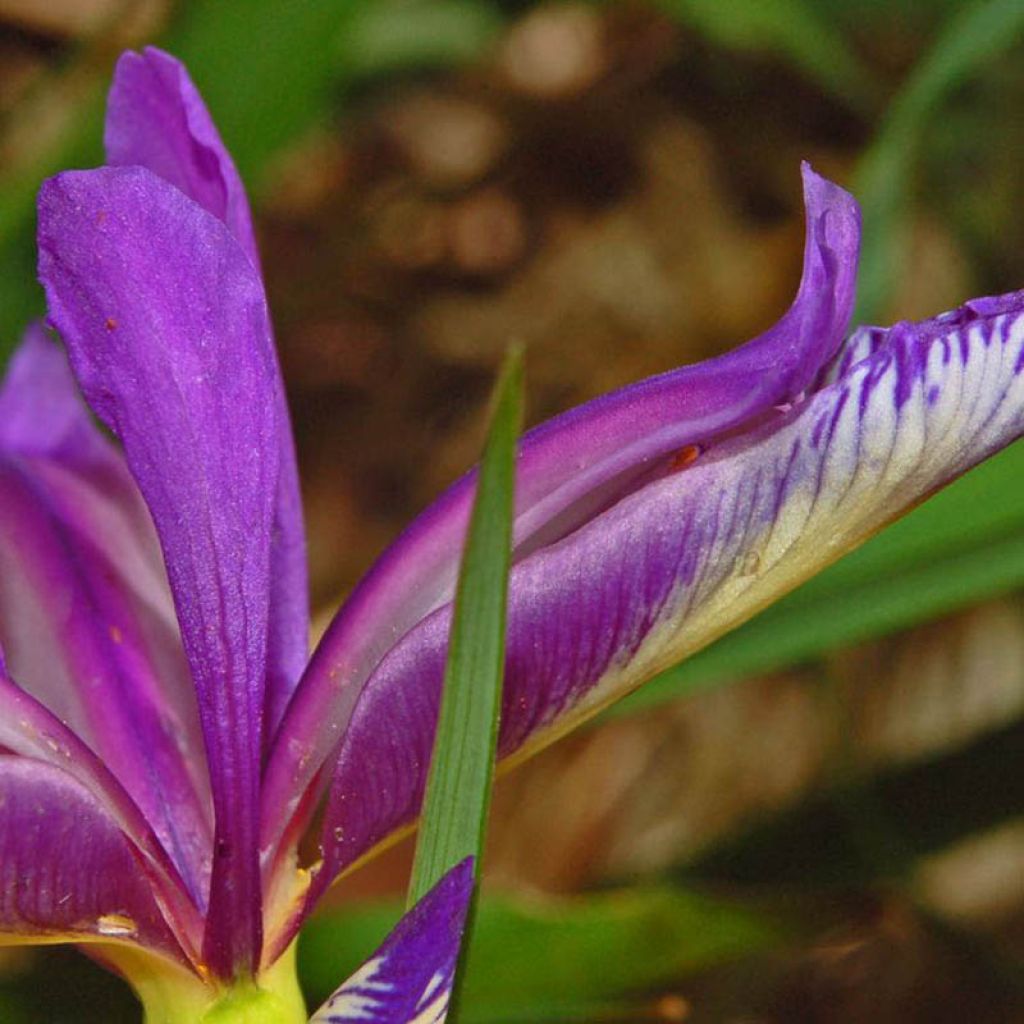 Iris graminea