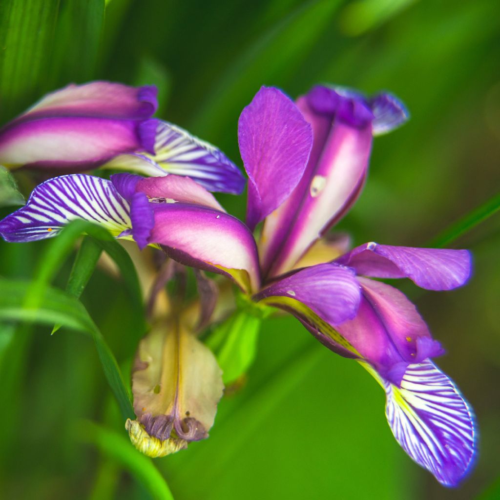 Iris graminea - Iris à feuilles de graminée