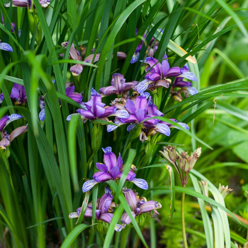 Iris graminea - Iris à feuilles de graminée