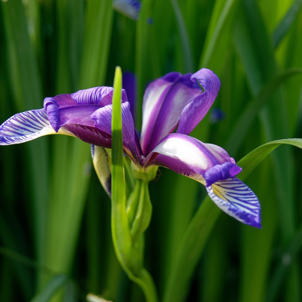 Iris graminea - Iris à feuilles de graminée