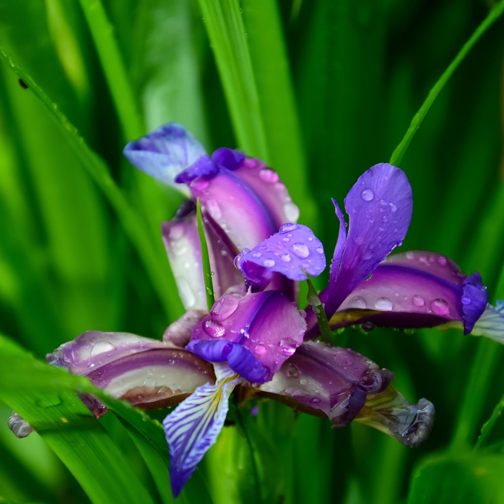 Iris graminea - Iris à feuilles de graminée