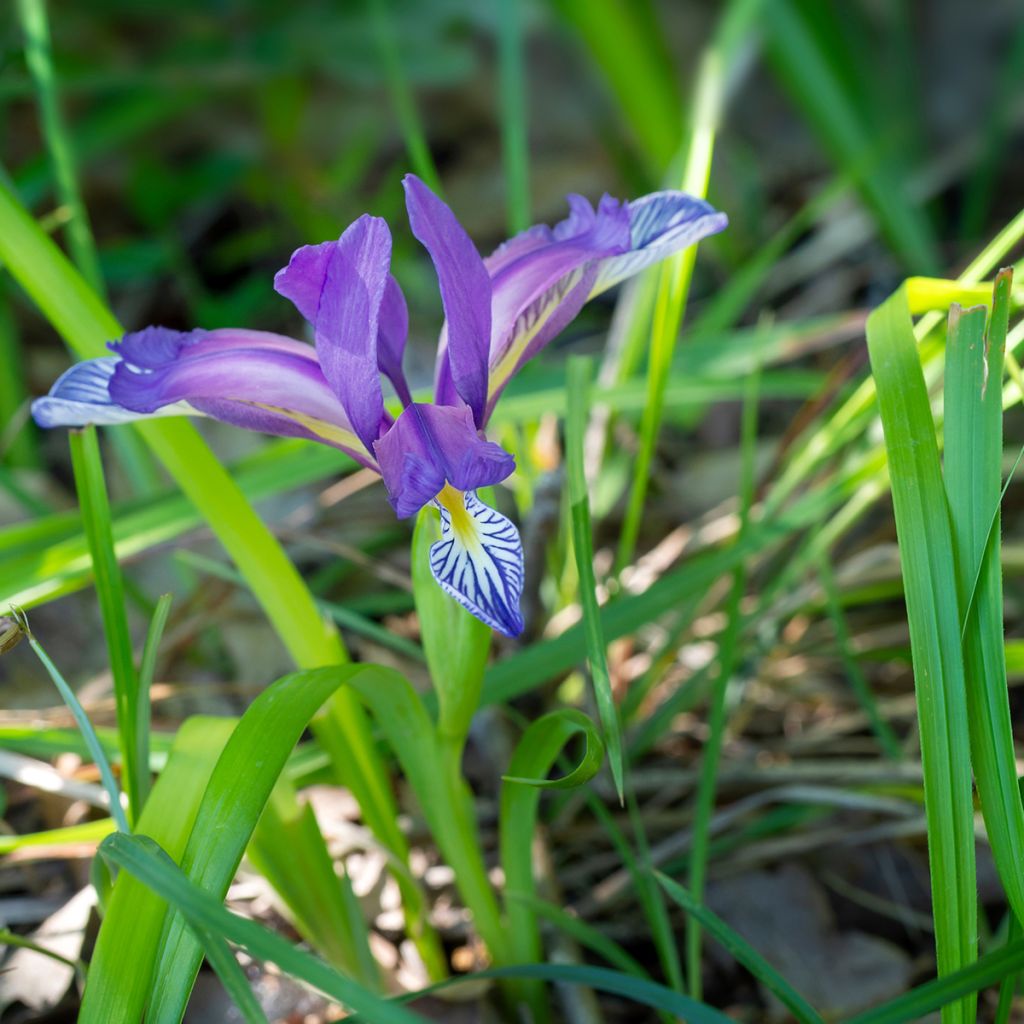 Iris graminea - Iris à feuilles de graminée