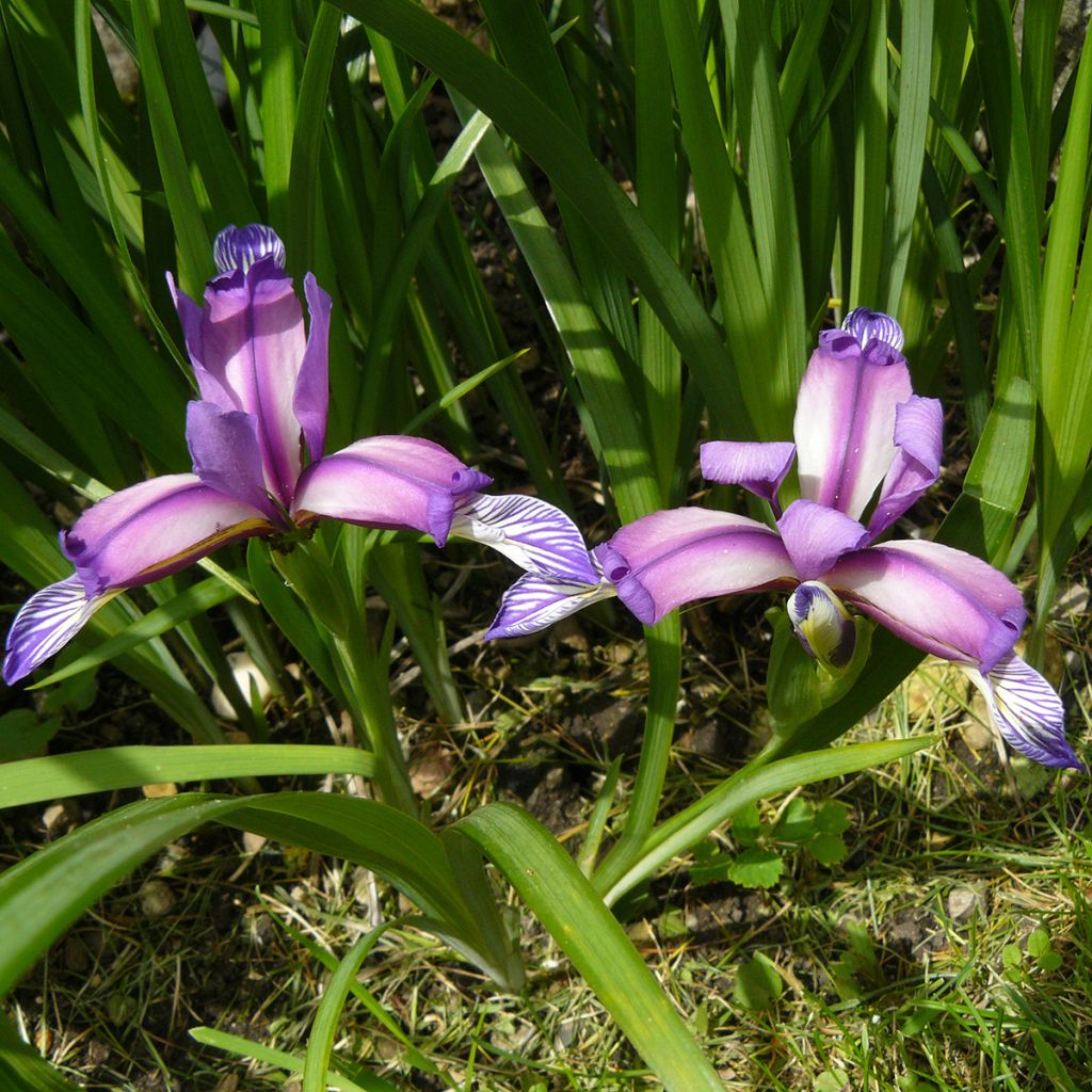 Iris graminea - Iris à feuilles de graminée