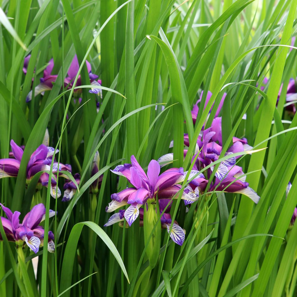 Iris graminea - Iris à feuilles de graminée