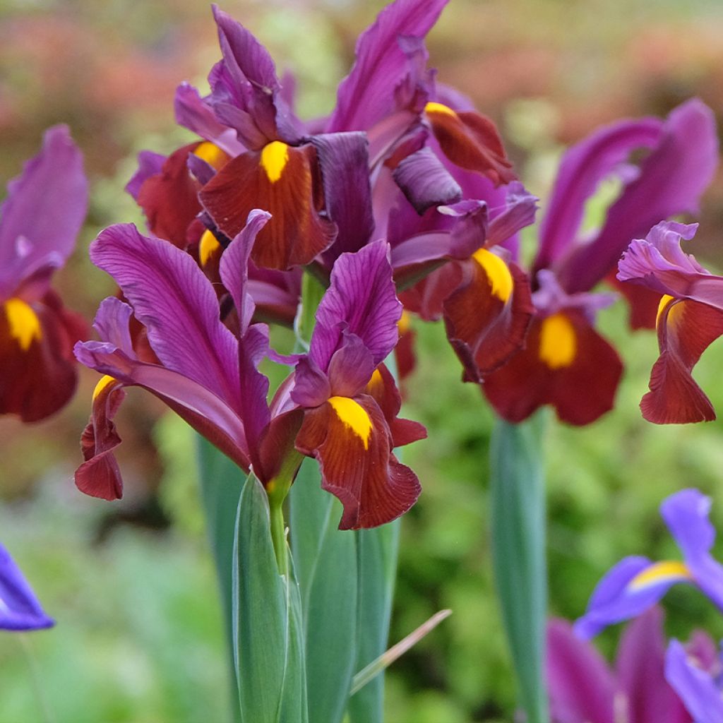 Iris de Hollande Red Ember - Iris hollandica