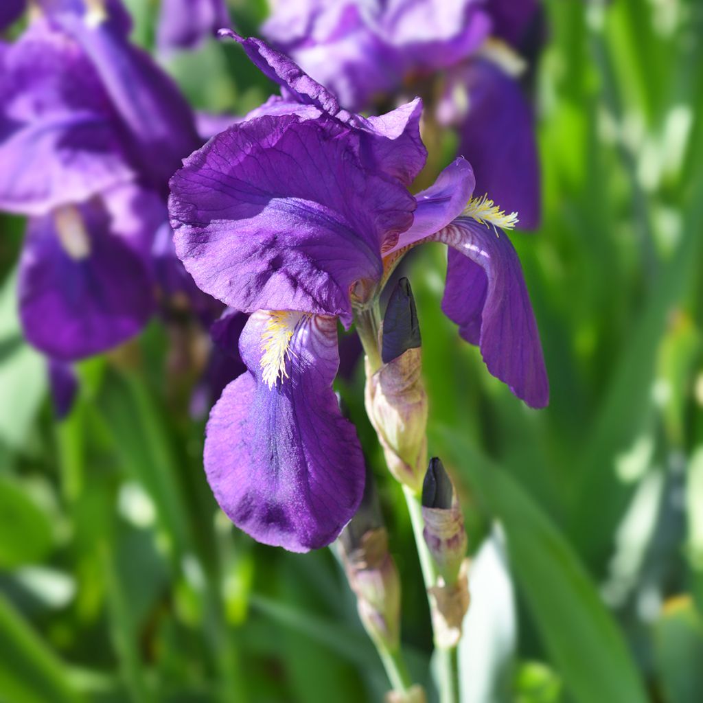 Iris illyrica