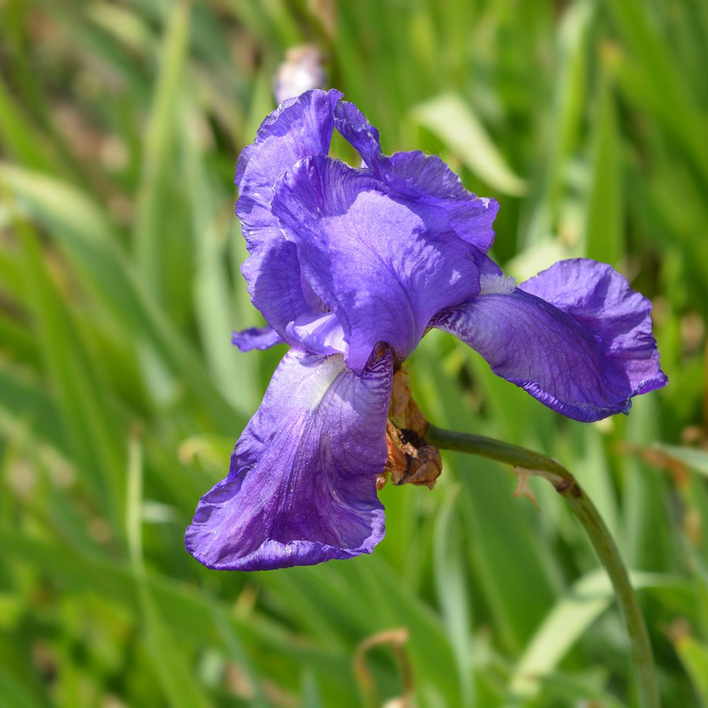 Iris illyrica