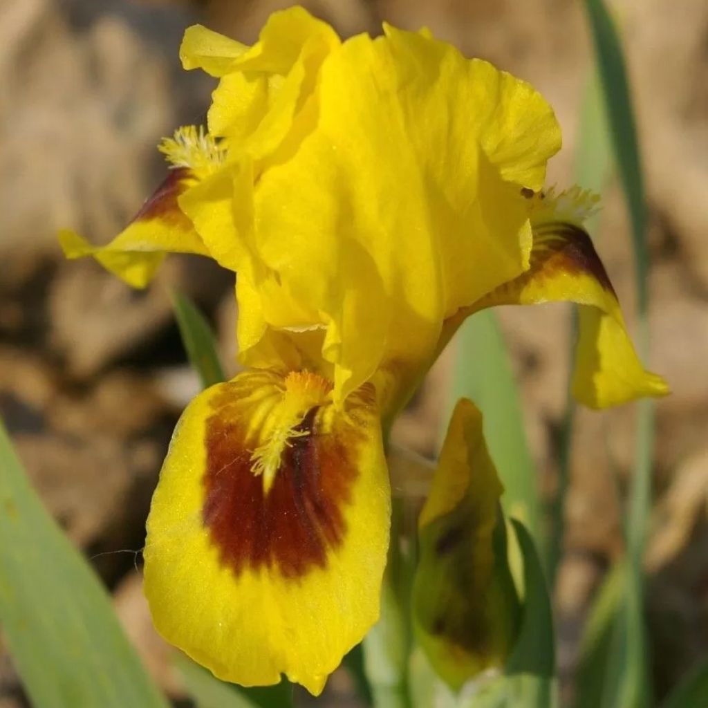 Iris pumila Curio - Iris des Jardins nain