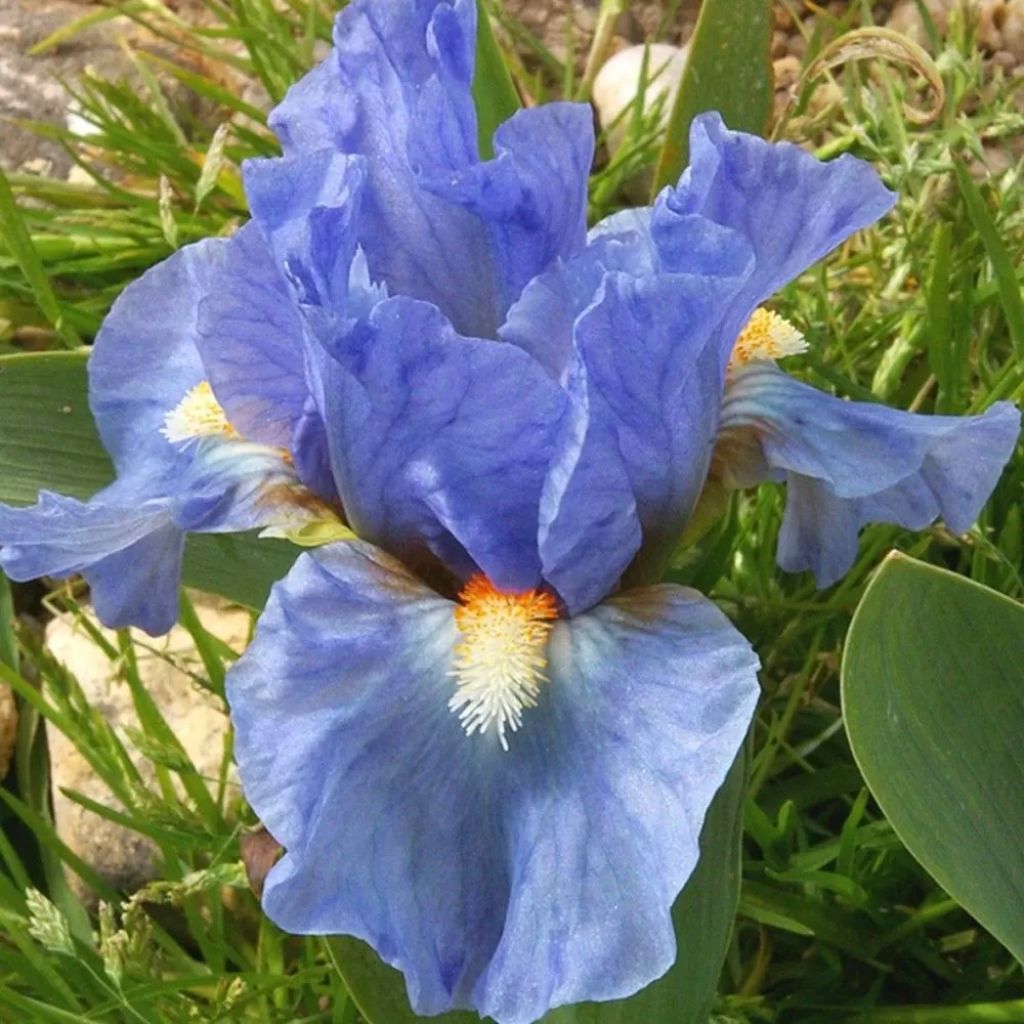 Iris  pumila Sea Fire - Iris des Jardins nain