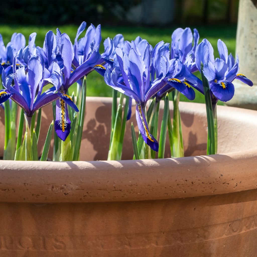 Iris reticulata Pixie - Iris réticulé