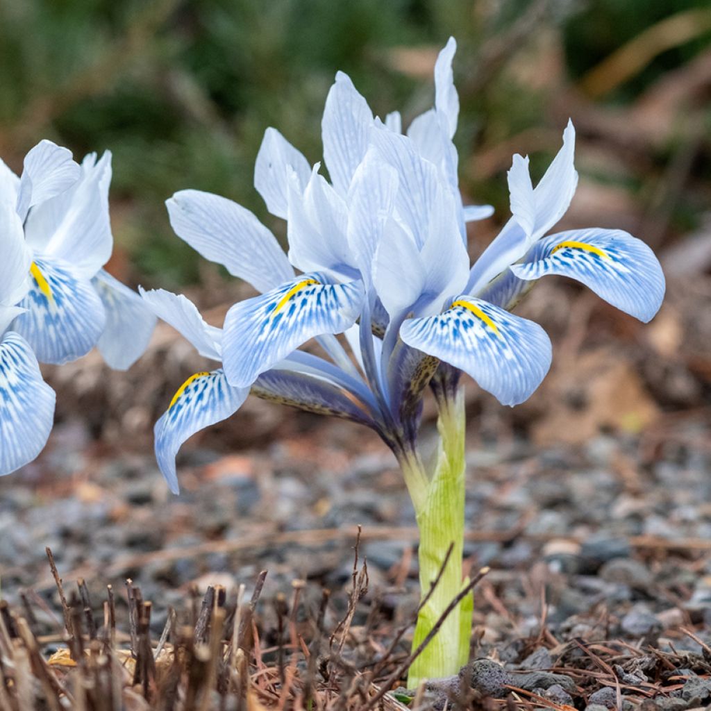 Iris  reticulata Sheila Ann Germaney - Iris réticulé