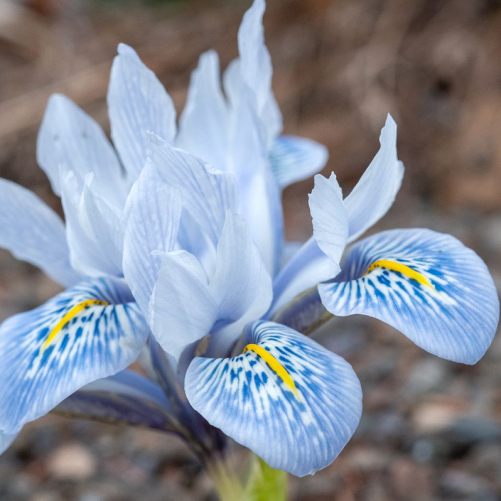 Iris  reticulata Sheila Ann Germaney - Iris réticulé