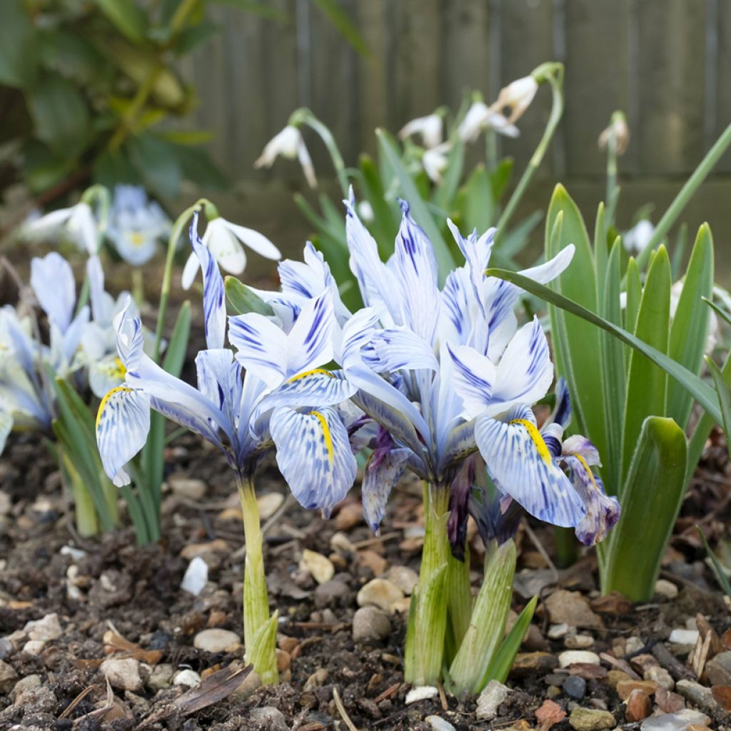 Iris  reticulata Sheila Ann Germaney - Iris réticulé