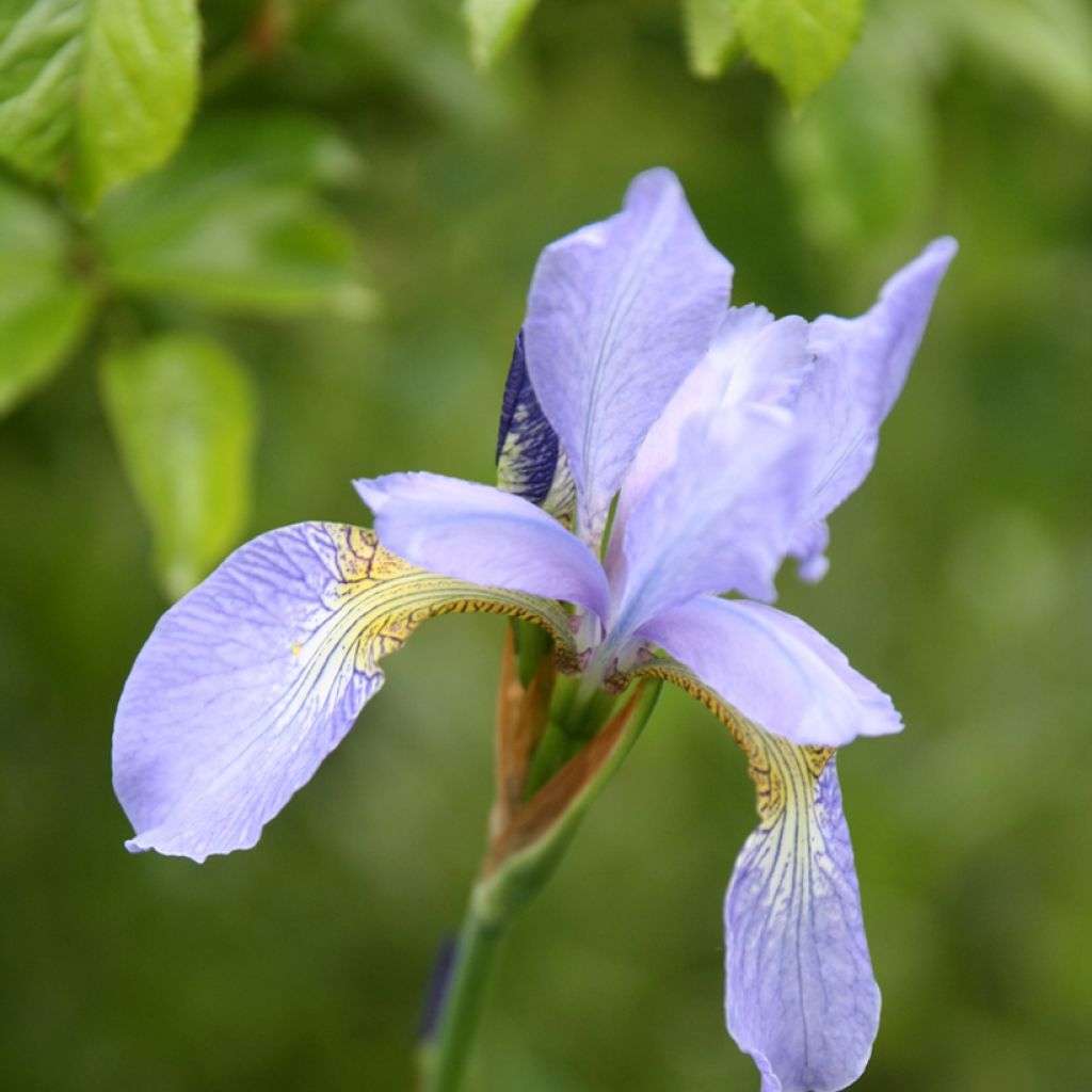 Iris sibirica Perry's Blue - Iris de Sibérie