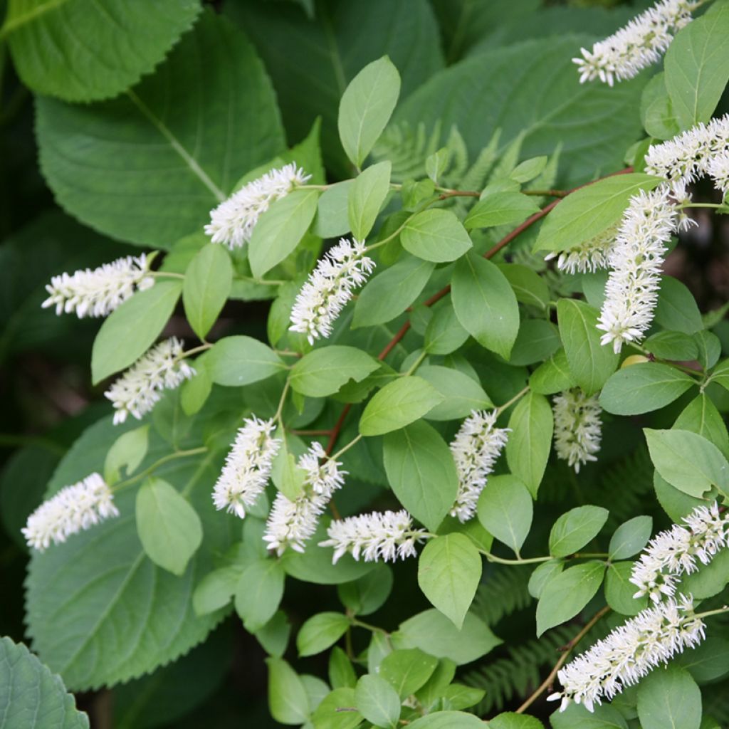 Itea virginica - Itéa de Virginie