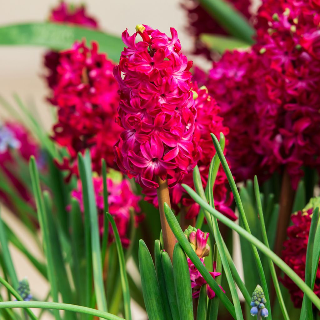 Jacinthe Red Glory