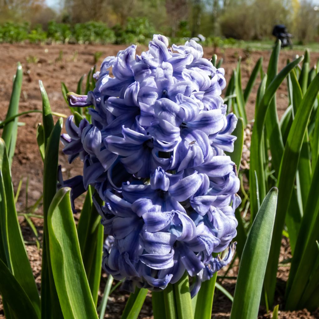 Jacinthe Sky Jacket