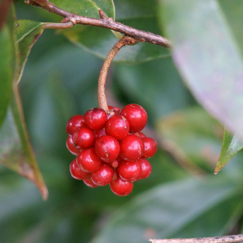 Kadsura japonica - Kadsura du Japon