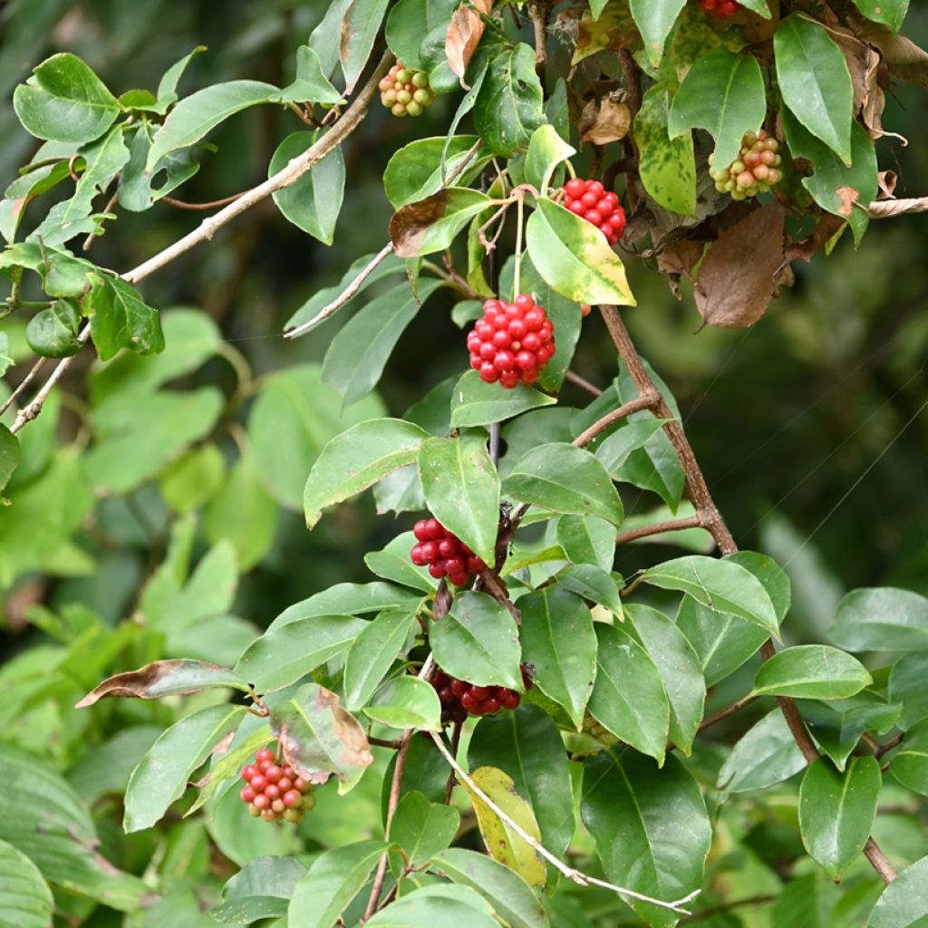 Kadsura japonica - Kadsura du Japon