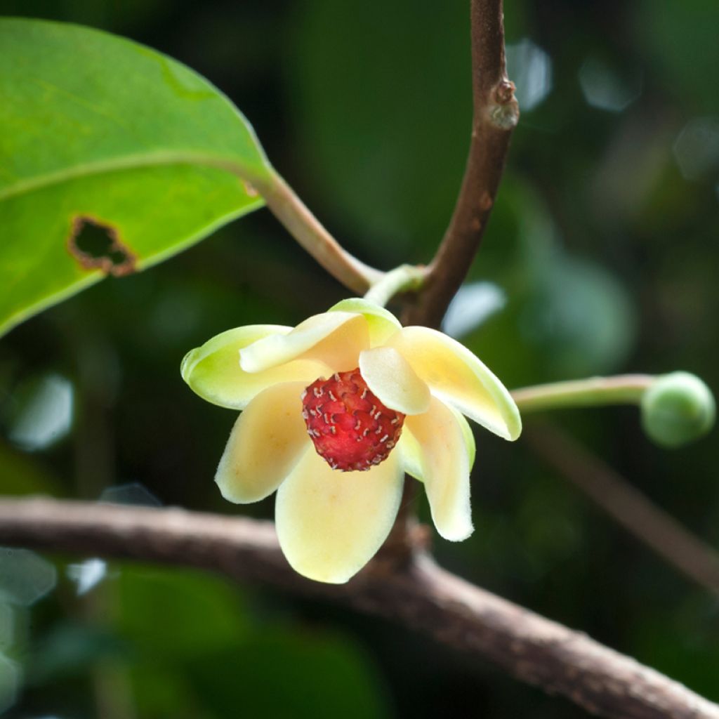 Kadsura japonica - Kadsura du Japon