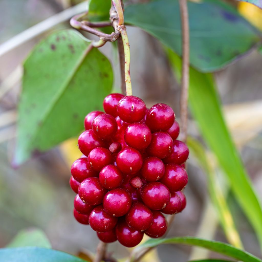 Kadsura japonica - Kadsura du Japon