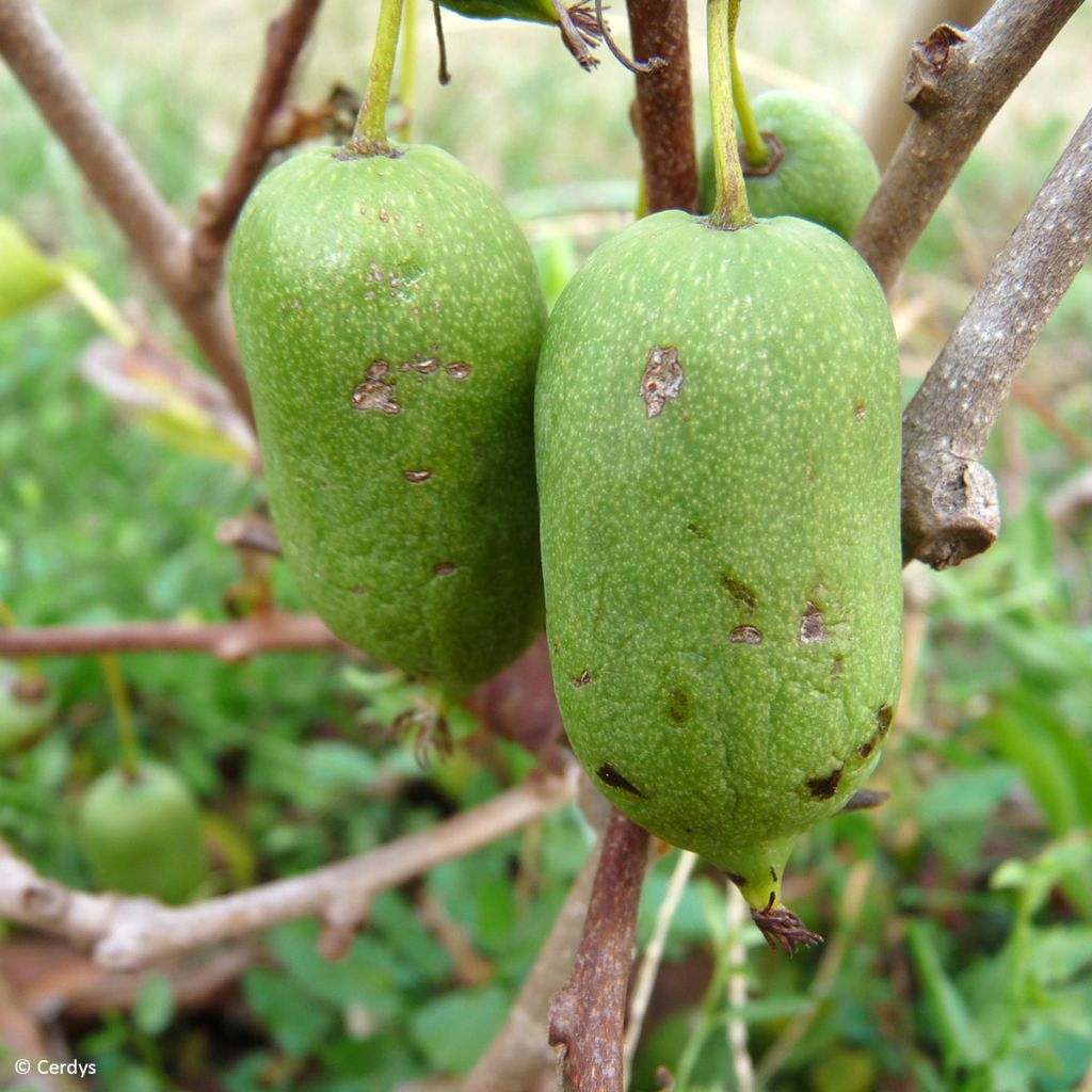 Kiwi arguta Super Issai (autofertile) - Kiwaï - Actinidia arguta