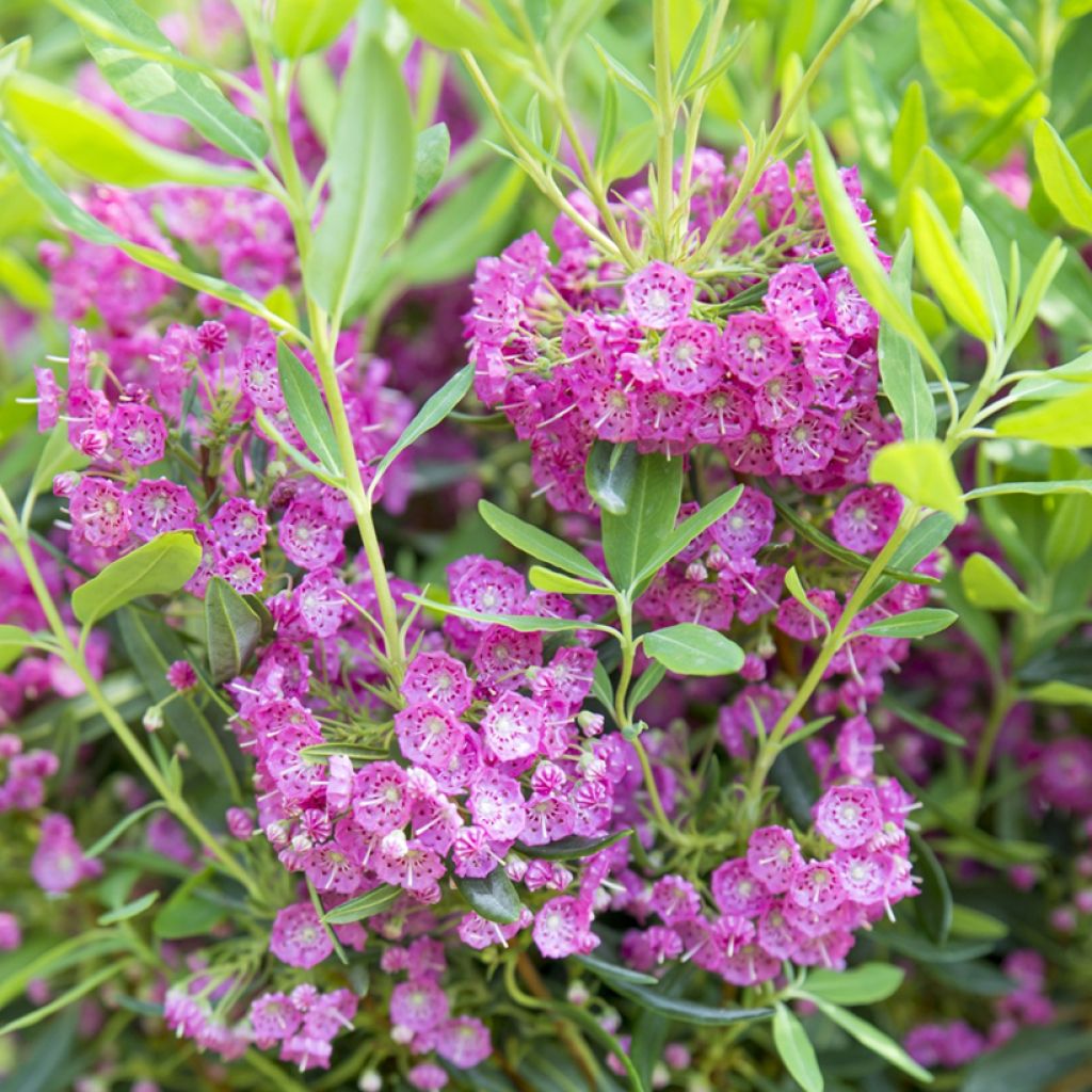 Kalmia angustifolia Rubra - Kalmie à feuilles étroites