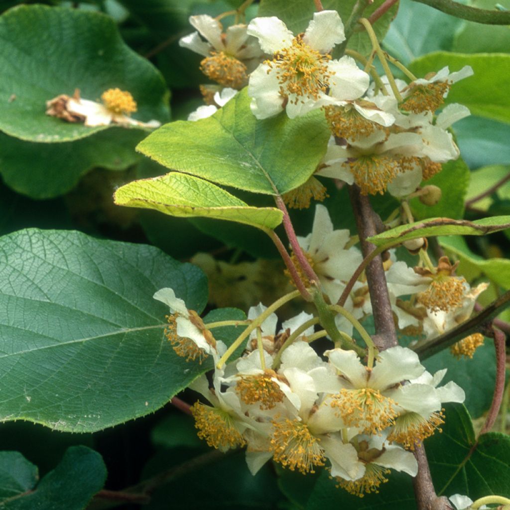 Kiwi jaune kiw'Happy mâle - Actinidia deliciosa