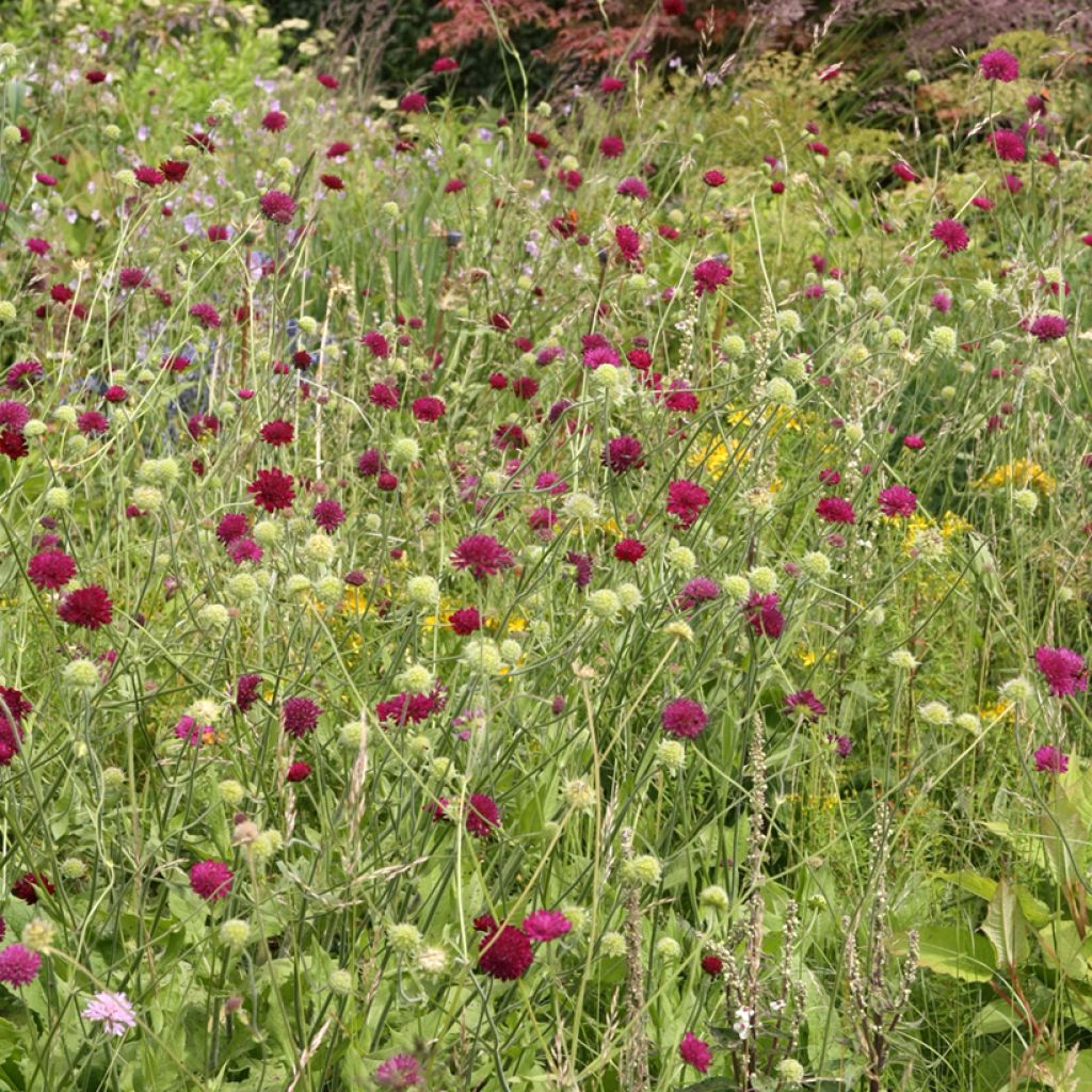 Knautia macedonica - Petite Scabieuse