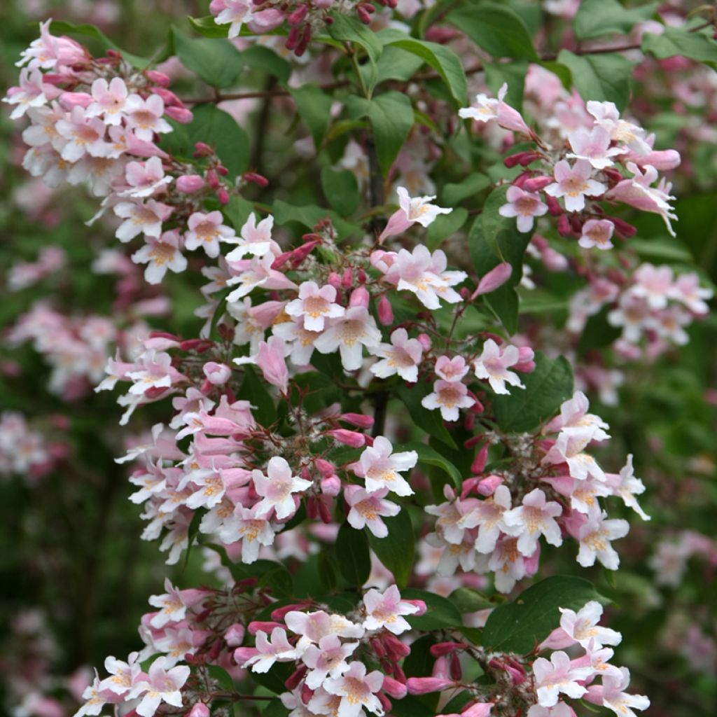 Kolkwitzia amabilis Pink Cloud - Buisson de beauté