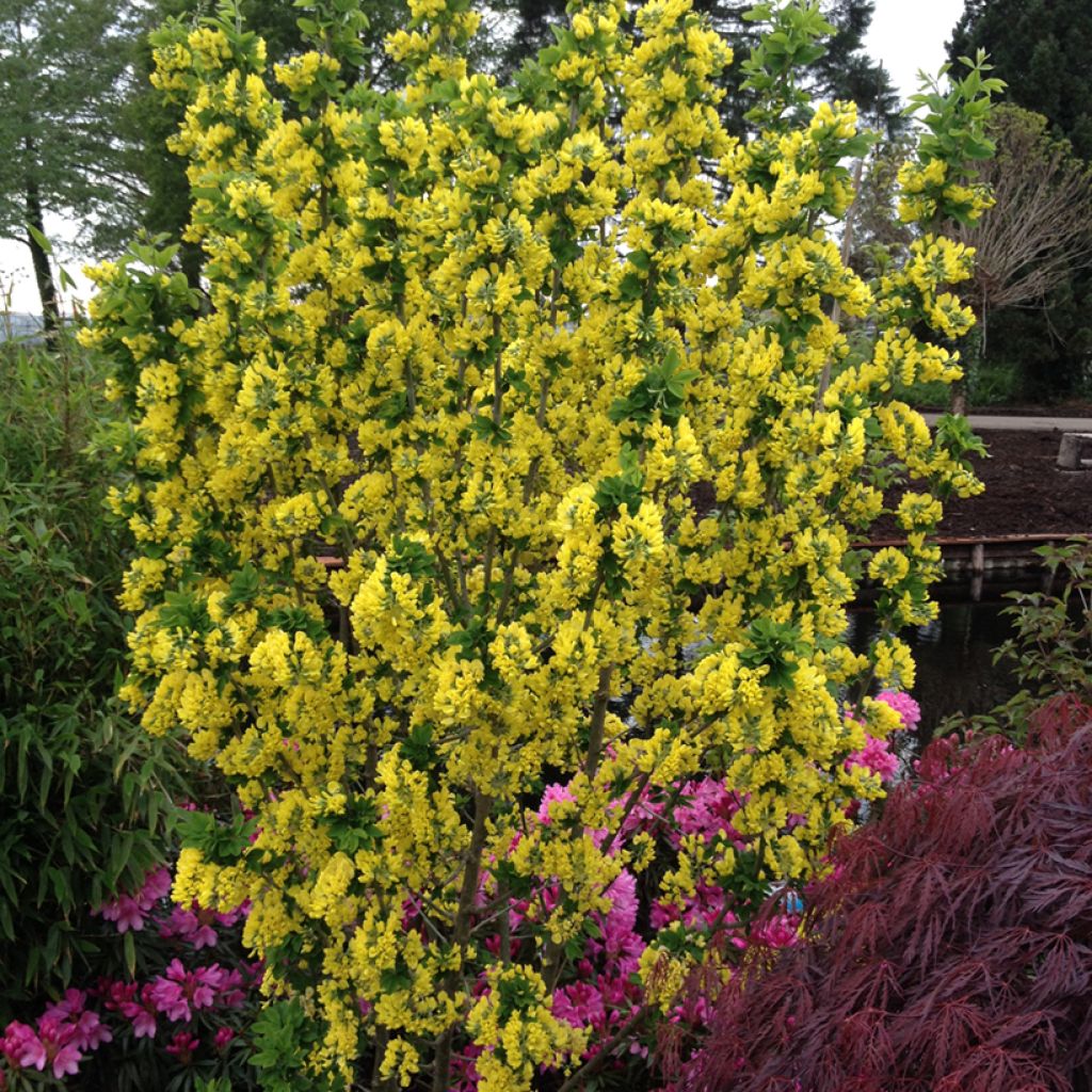 Laburnum anagyroides Sunspire - Cytise à grappe