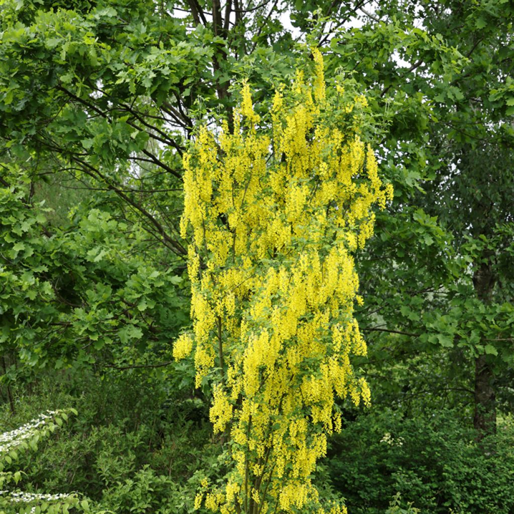 Laburnum anagyroides Yellow Rocket - Cytise à grappe