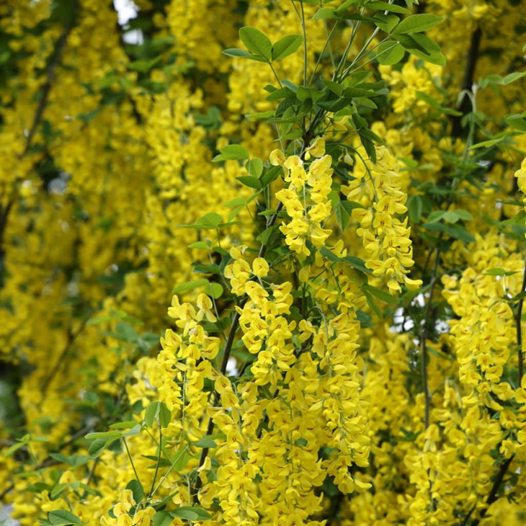 Laburnum anagyroides Yellow Rocket - Cytise à grappe