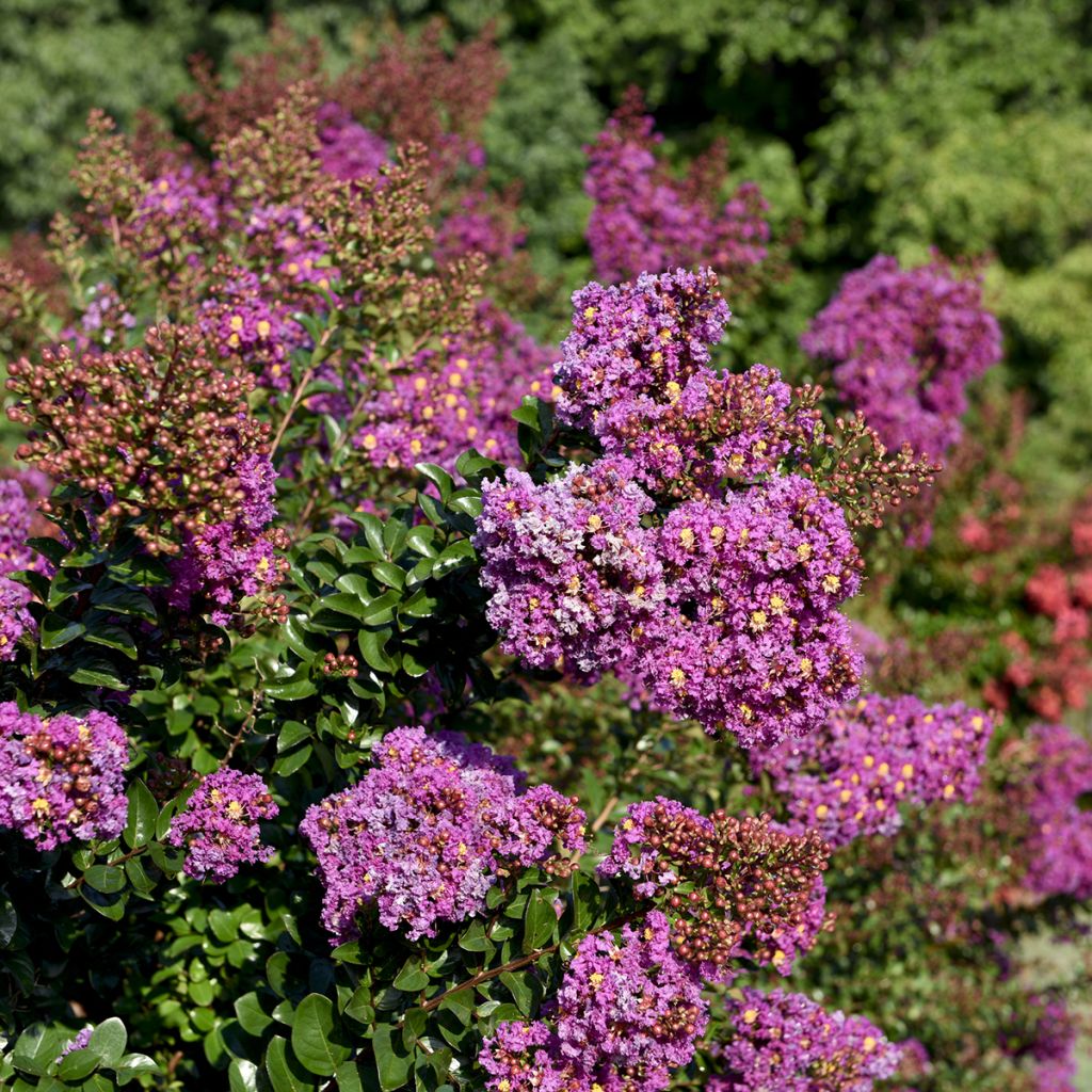 Lilas des Indes - Lagerstroemia indica Purple Magic