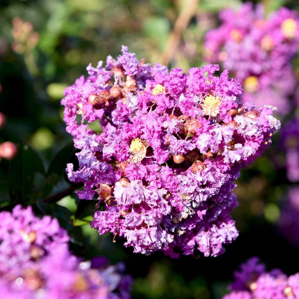 Lilas des Indes - Lagerstroemia indica Purple Magic