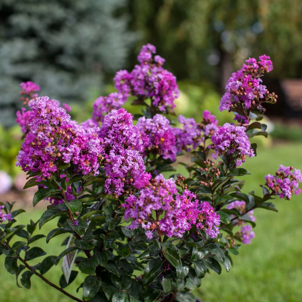 Lilas des Indes - Lagerstroemia indica Purple Magic