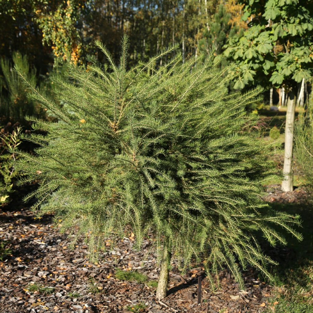 Larix decidua Compacta - Mélèze d'Europe nain