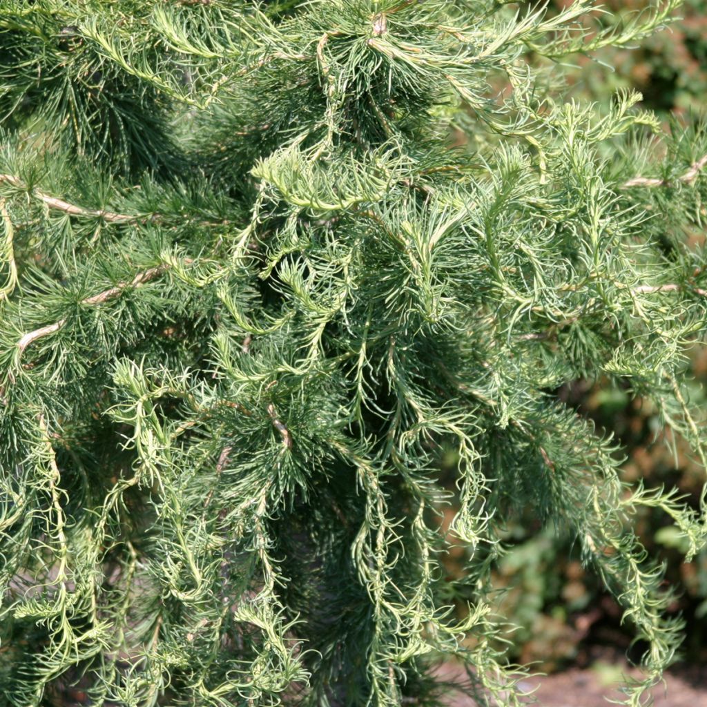 Mélèze d'Europe Horstmann Recurved - Larix decidua 