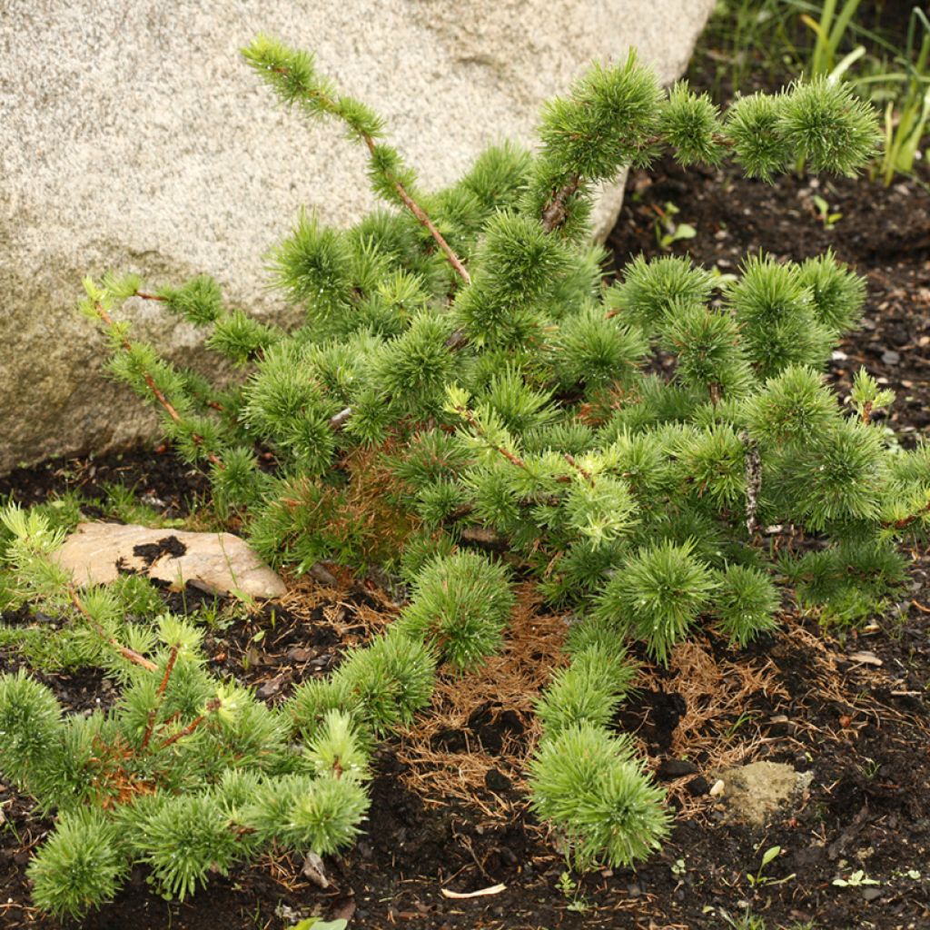 Larix decidua Krejča Mutation - Mélèze d'Europe nain