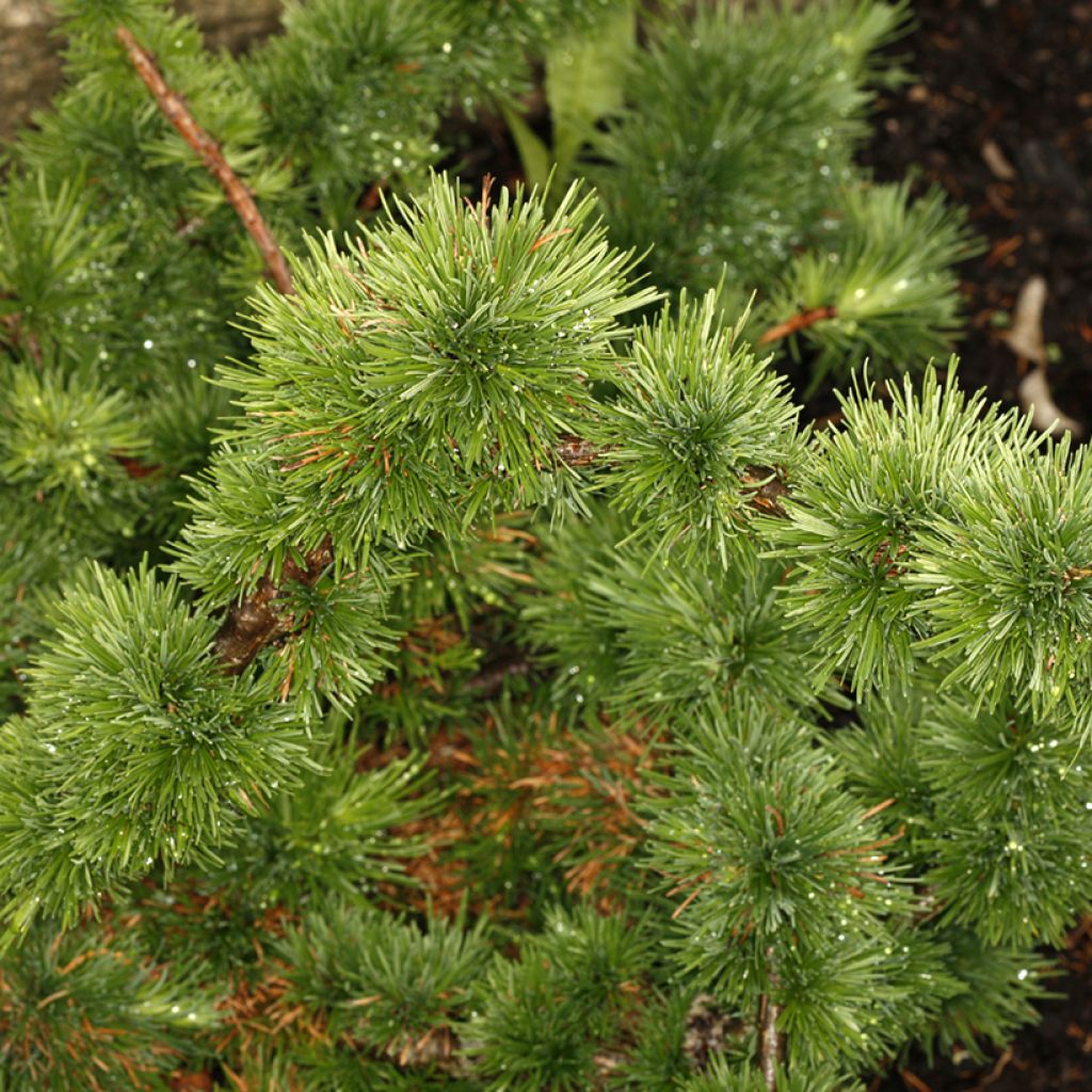 Larix decidua Krejča Mutation - Mélèze d'Europe nain