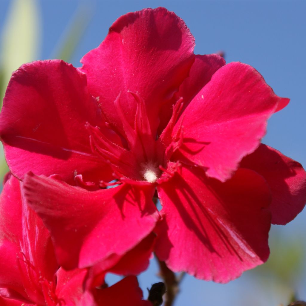 Laurier rose Commandant Barthélemy - Nerium oleander