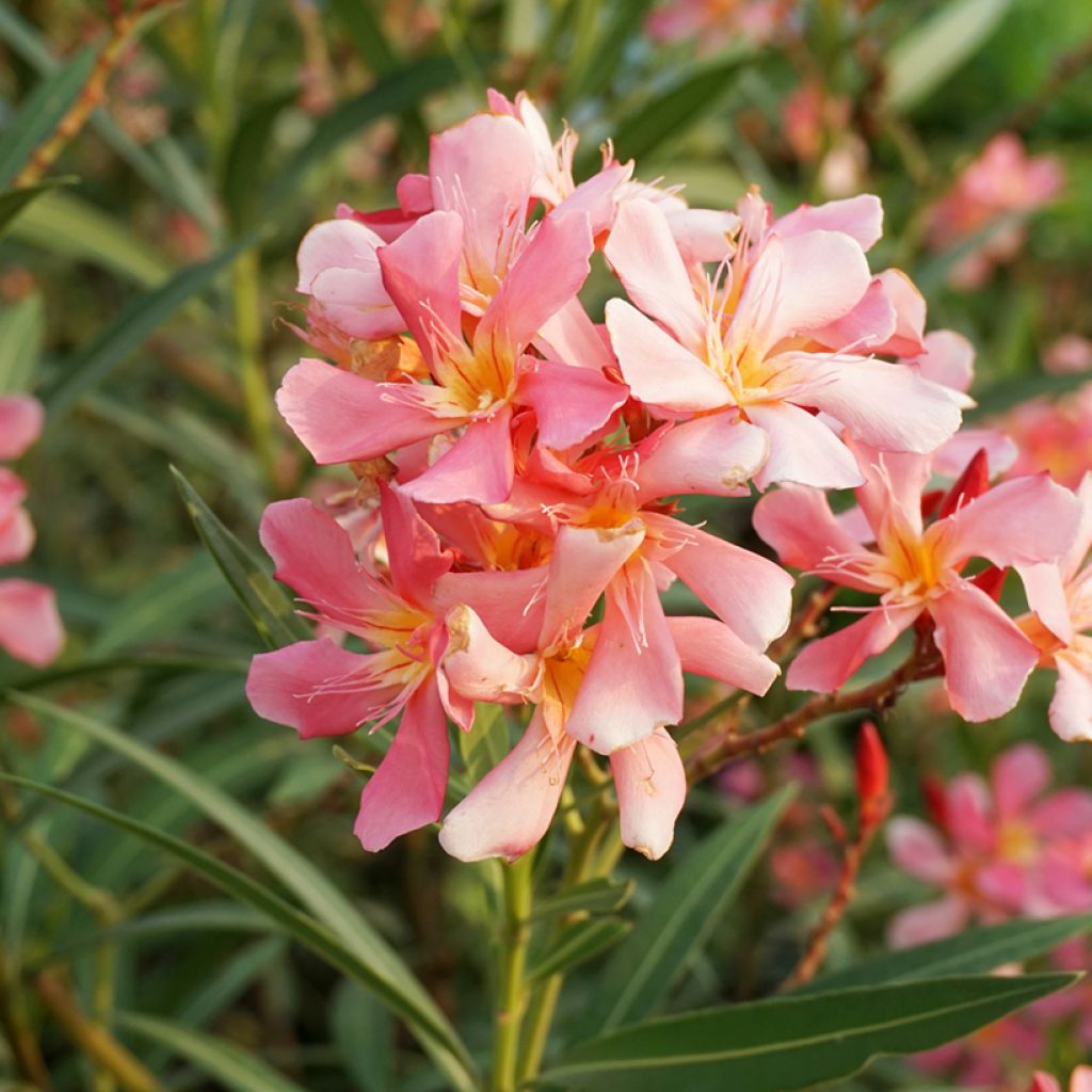 Laurier rose Docteur Ragioneri - Nerium oleander