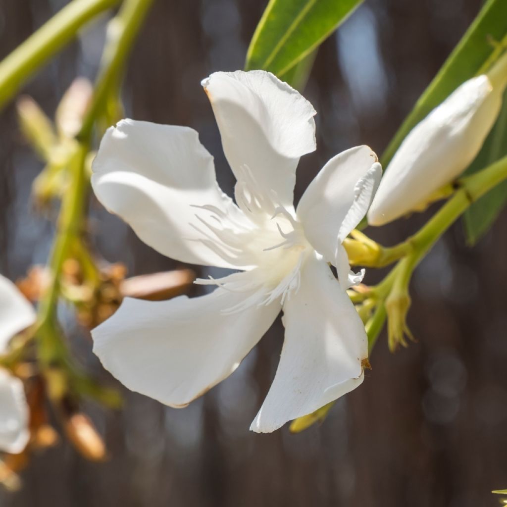 Laurier rose - Nerium oleander Blanc