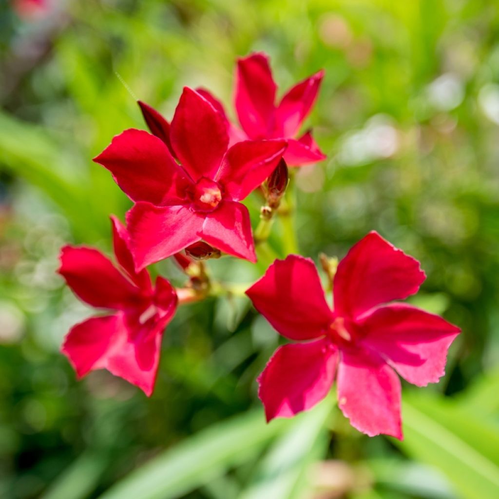 Laurier rose - Nerium oleander Rouge Simple